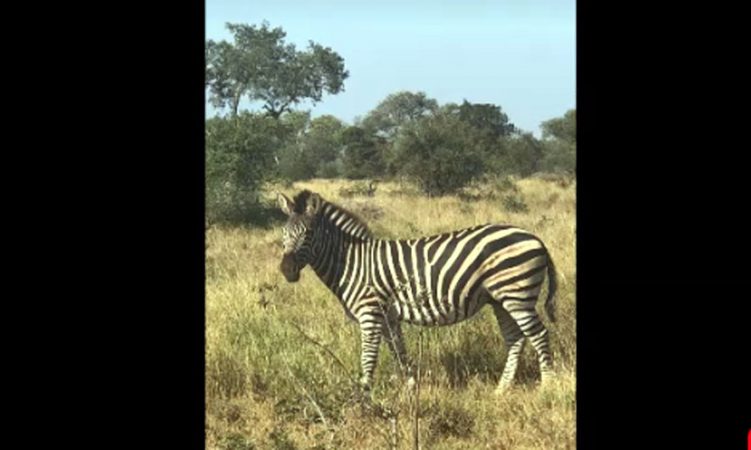 zebra-751x450