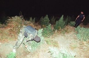 forcat e policise