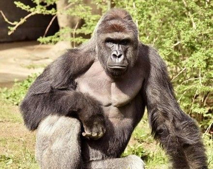 34BCB9E500000578-3615783-Harambe_came_to_Cincinnati_in_2015_from_the_Gladys_Porter_Zoo_in-a-6_1464591377284