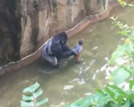 34BD01D800000578-3615783-Footage_taken_from_another_visitor_shows_the_gorilla_grabbing_on-a-1_1464591376981