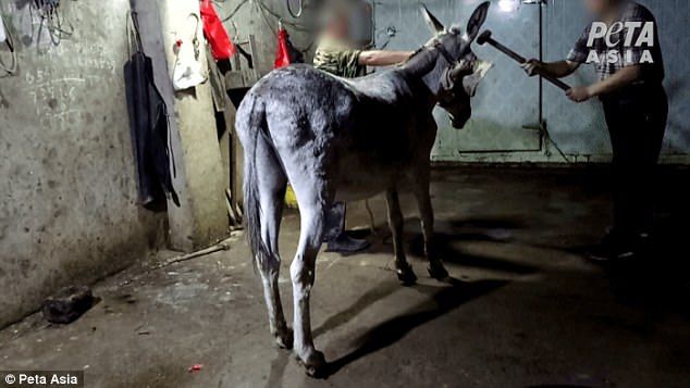 469F204400000578-5110061-Horrific_footage_shows_defenceless_donkeys_being_brutally_slaugh-a-1_1511414172452