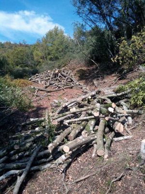BFJE_Arlis_wood-piles-300x400