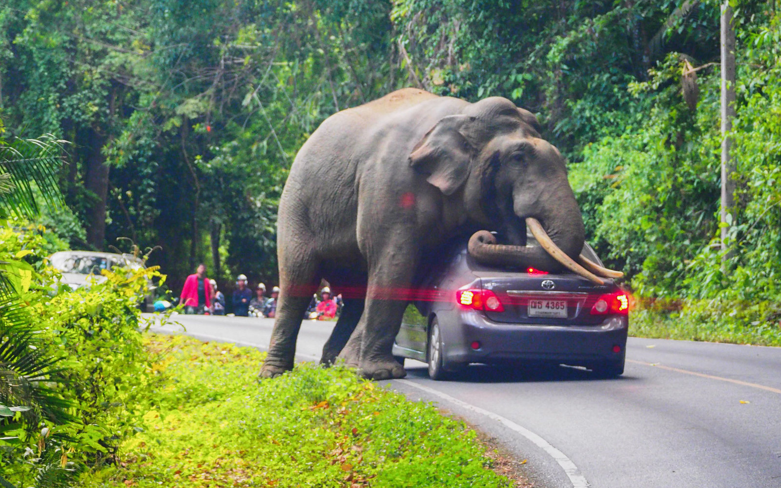 TOPSHOT - In this photo taken on October 29, 2019, a wild elephant stops a car on a road at Khao Yai National Park in Thailand's Nakhon Ratchasima province. - The driver escaped unhurt with his car slightly damaged. (Photo by Pratya CHUTIPASKUL / AFP) (Photo by PRATYA CHUTIPASKUL/AFP via Getty Images)