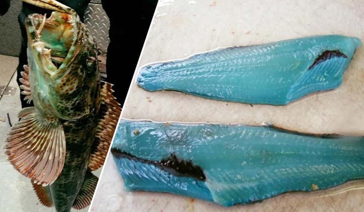 Peshk me mish blu të ndritshëm
