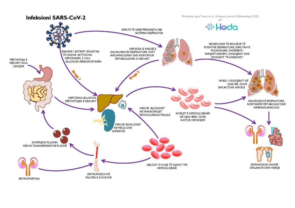 Infeksioni-SARS-Cov-2-1024x724