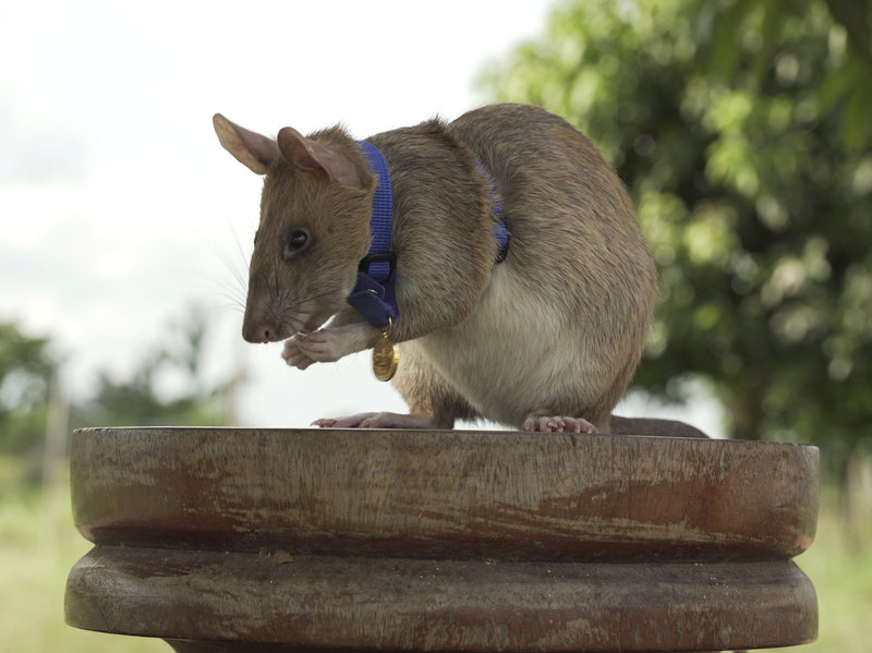 In this undated photo issued by the PDSA, People's Dispensary for Sick Animals,  Cambodian landmine detection rat, Magawa is photographed wearing his PDSA Gold Medal, the animal equivalent of the George Cross, in Siem, Cambodia. A British animal charity has on Friday, Sept. 25, 2020, for the first time awarded its top civilian honor to a rat, recognizing the rodent for his "lifesaving bravery and devotion” in searching out unexploded landmines in Cambodia. (PDSA via AP)