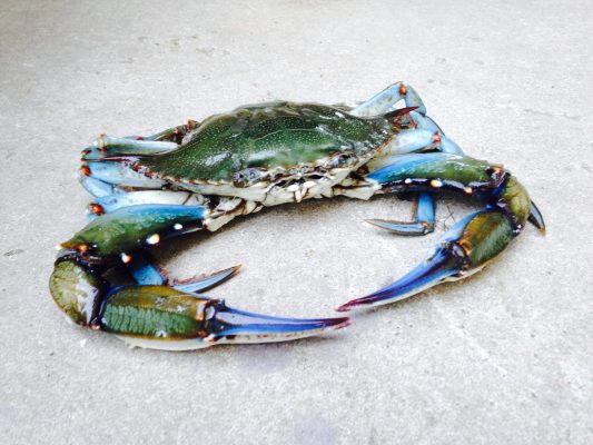 crab-1586519_1920-533x400