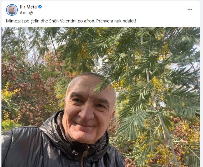 ilir meta postim mimoza