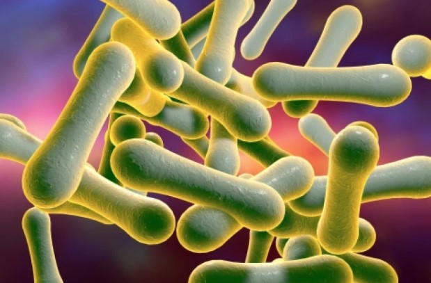 difteria