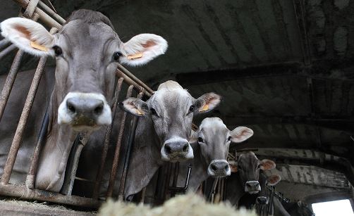 Sektori i blegtorisë në vend përkeqësohet nga viti në vit  Prodhimi vendas nuk mjafton  rriten me 62  importet e kafshëve të gjalla për mish