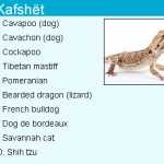 Kafshët