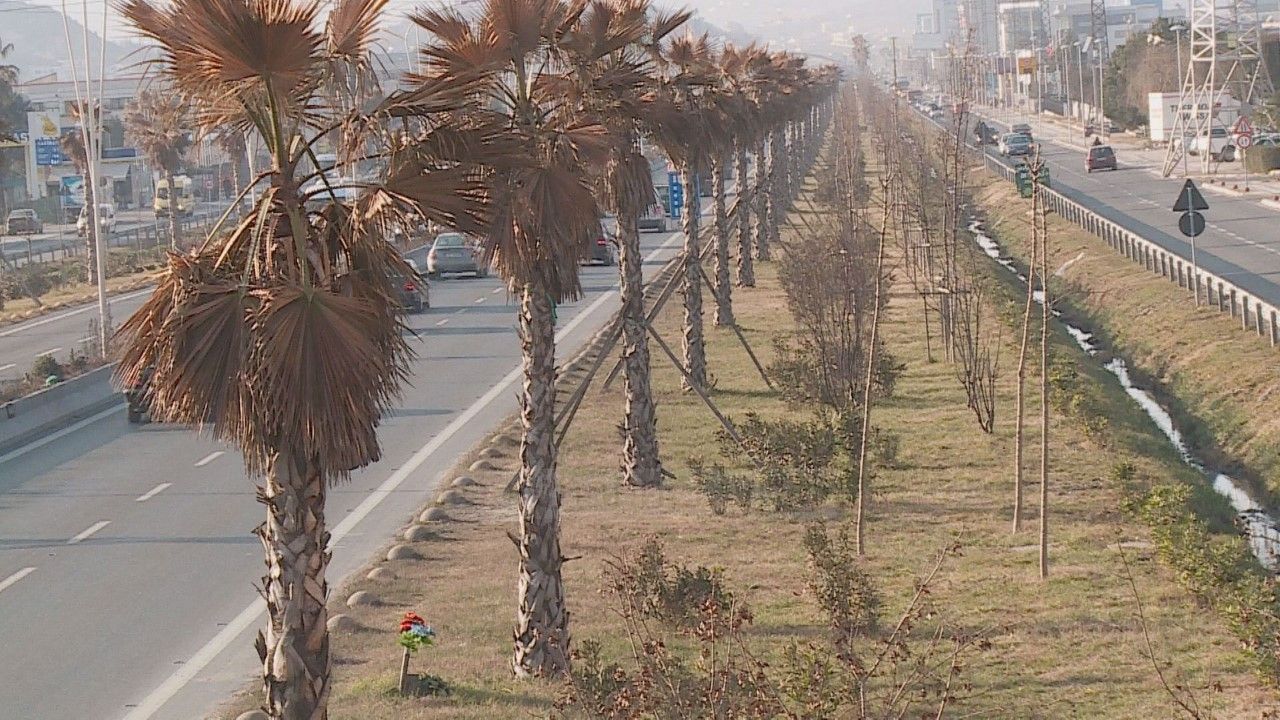 palma autostradwe1