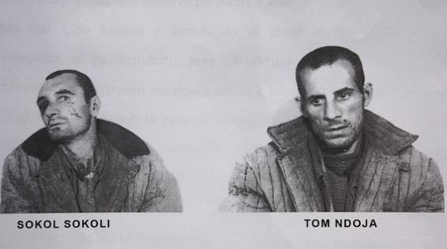 sokol sokoli tom ndoja