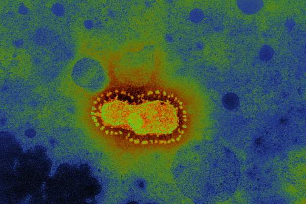 korona muzike