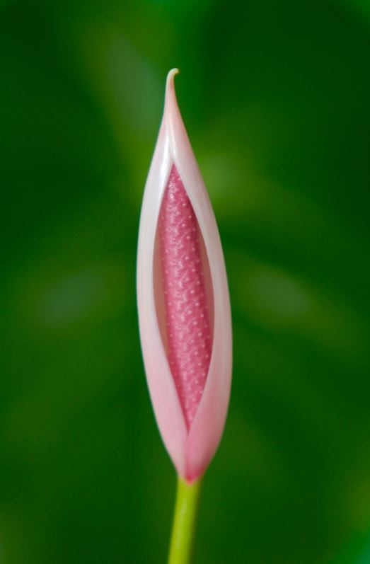 vagina dhe mitet për të (9)