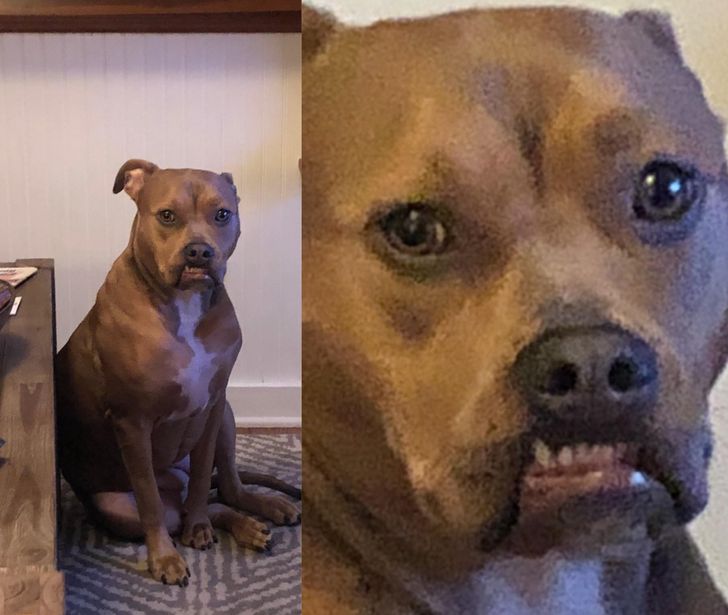 kafshët (5)