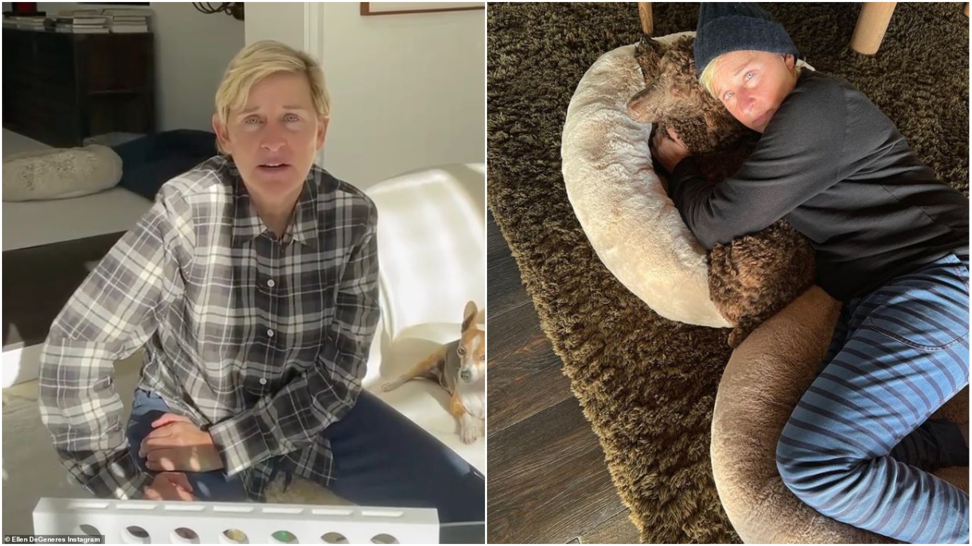 ellen degeneres (3)