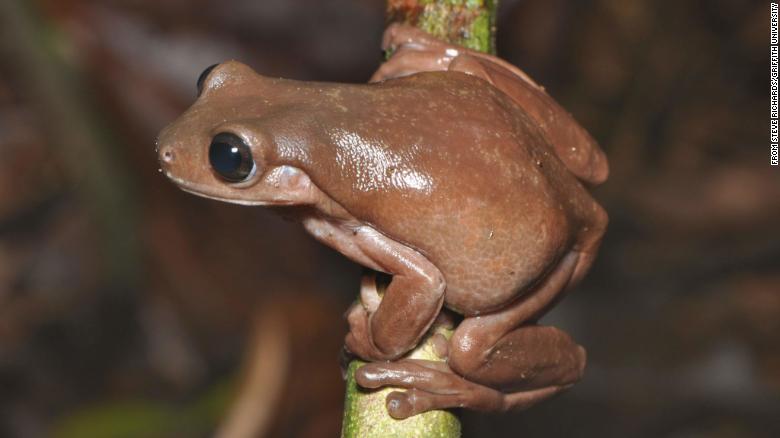 210529072540-restricted-01-australia-chocolate-frog-intl-scli-exlarge-169