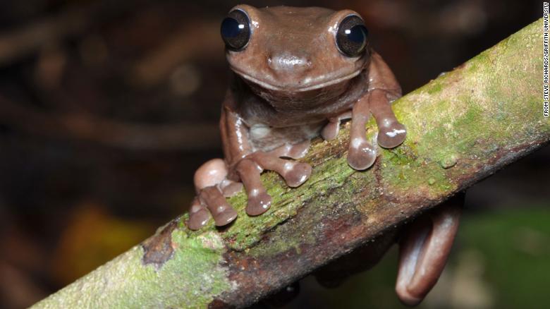 210529073006-restricted-02-australia-chocolate-frog-intl-scli-exlarge-169