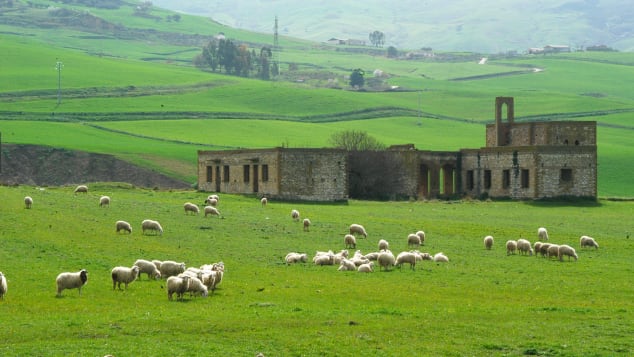 http___cdn.cnn.com_cnnnext_dam_assets_191101163355-cammarata---c-enzo-li-gregni-9