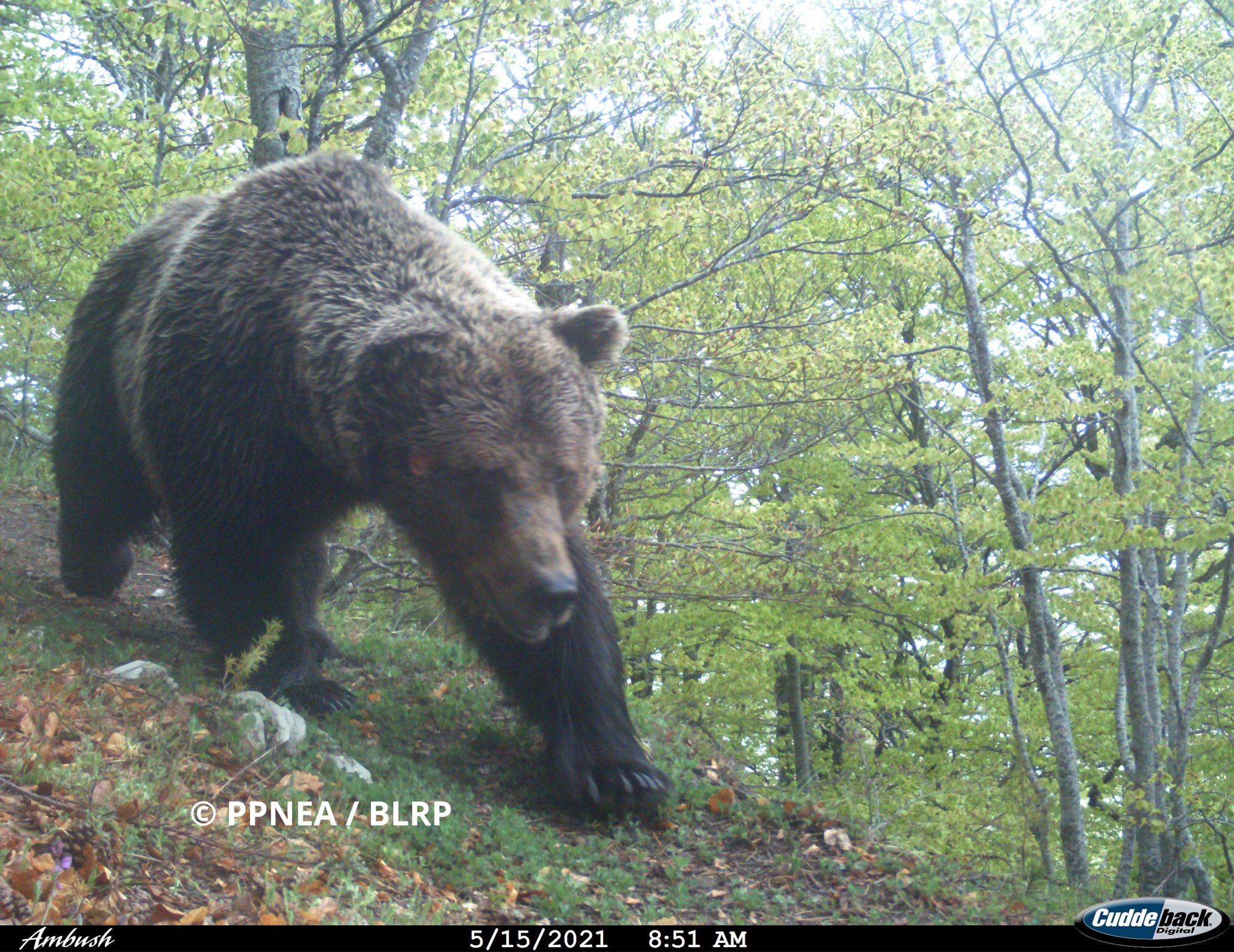 Ariu i murrmë (Ursus arctos)