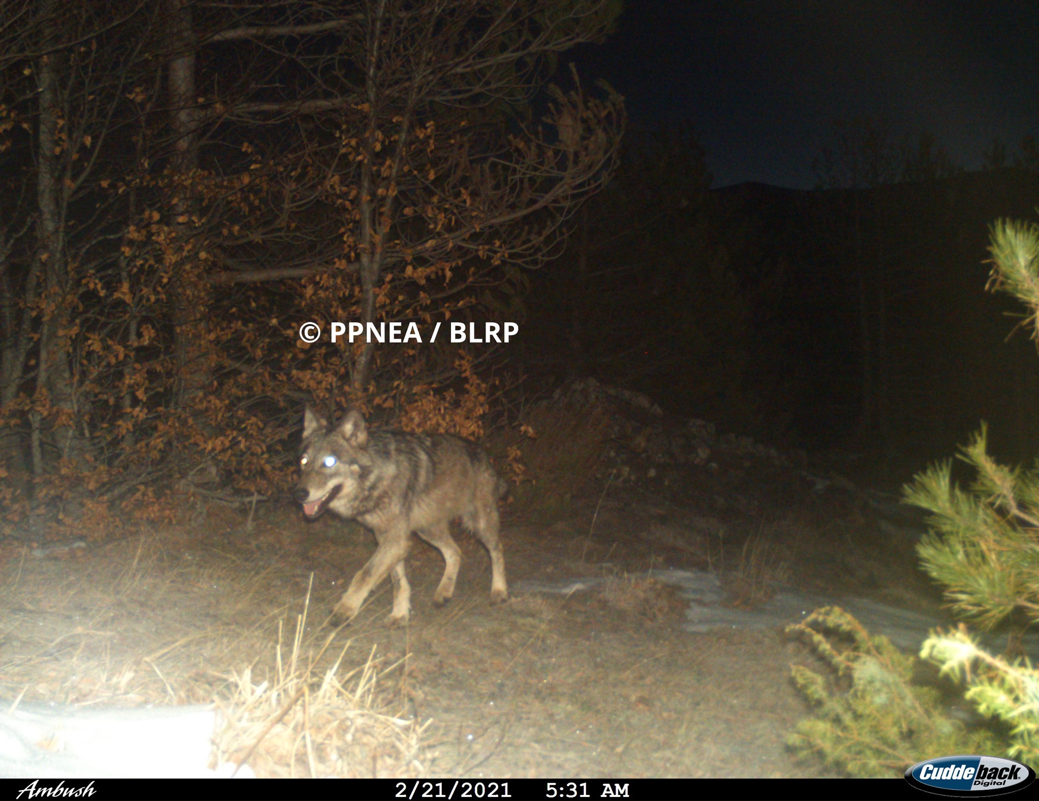 Ujku (Canis lupus)