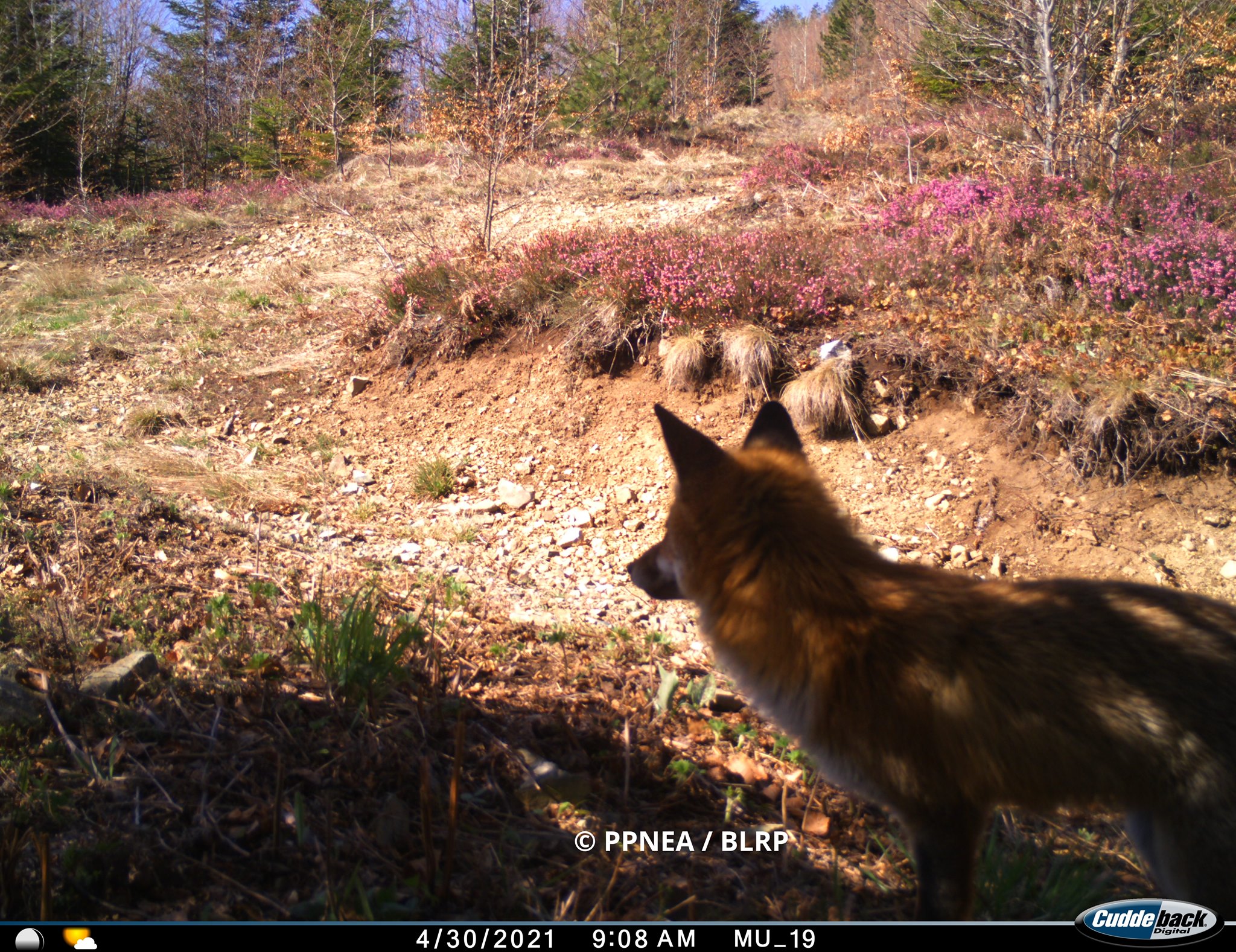 Dhelpra (Vulpes vulpes)