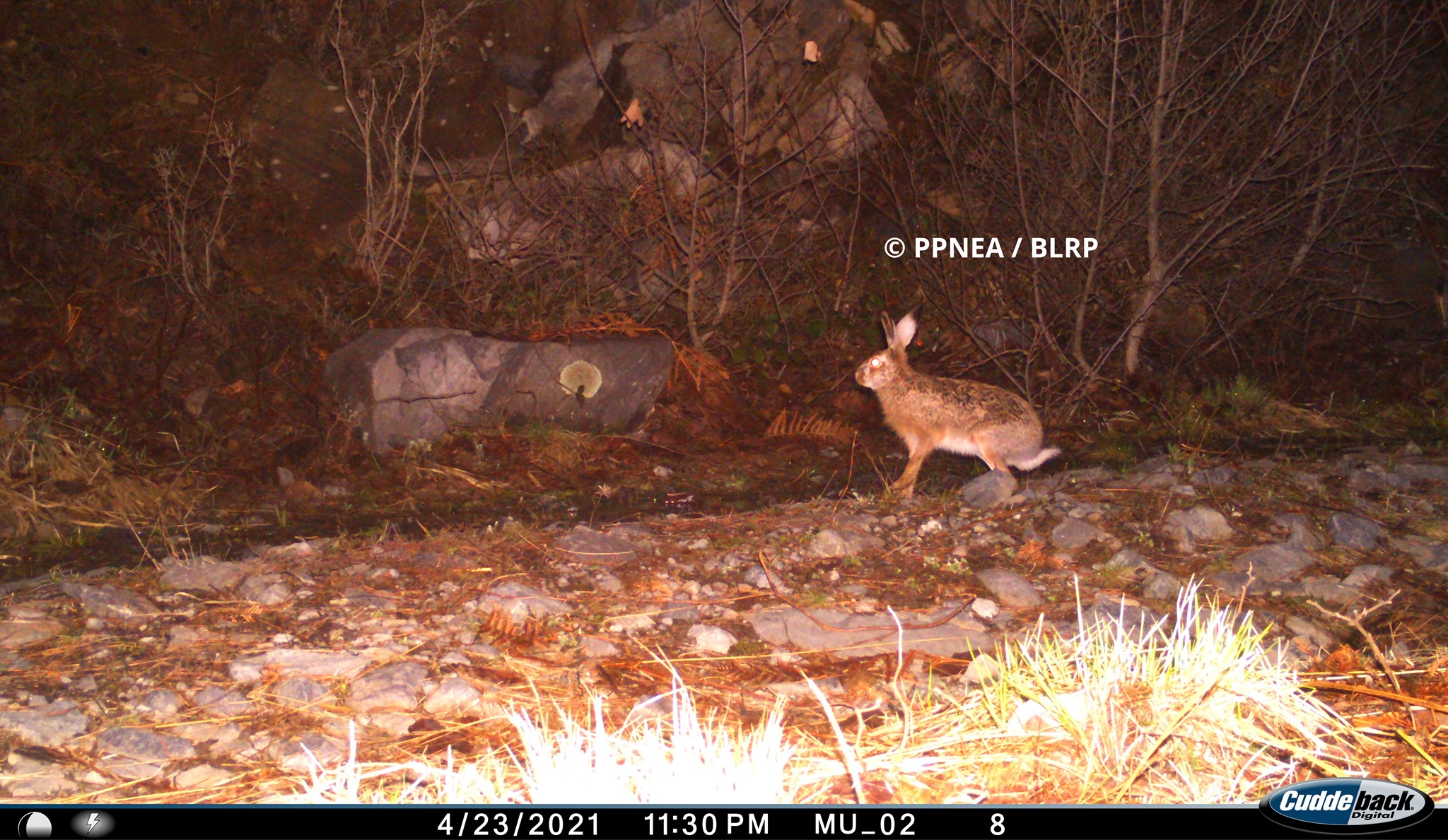 Lepuri i egër (Lepus europaeus)
