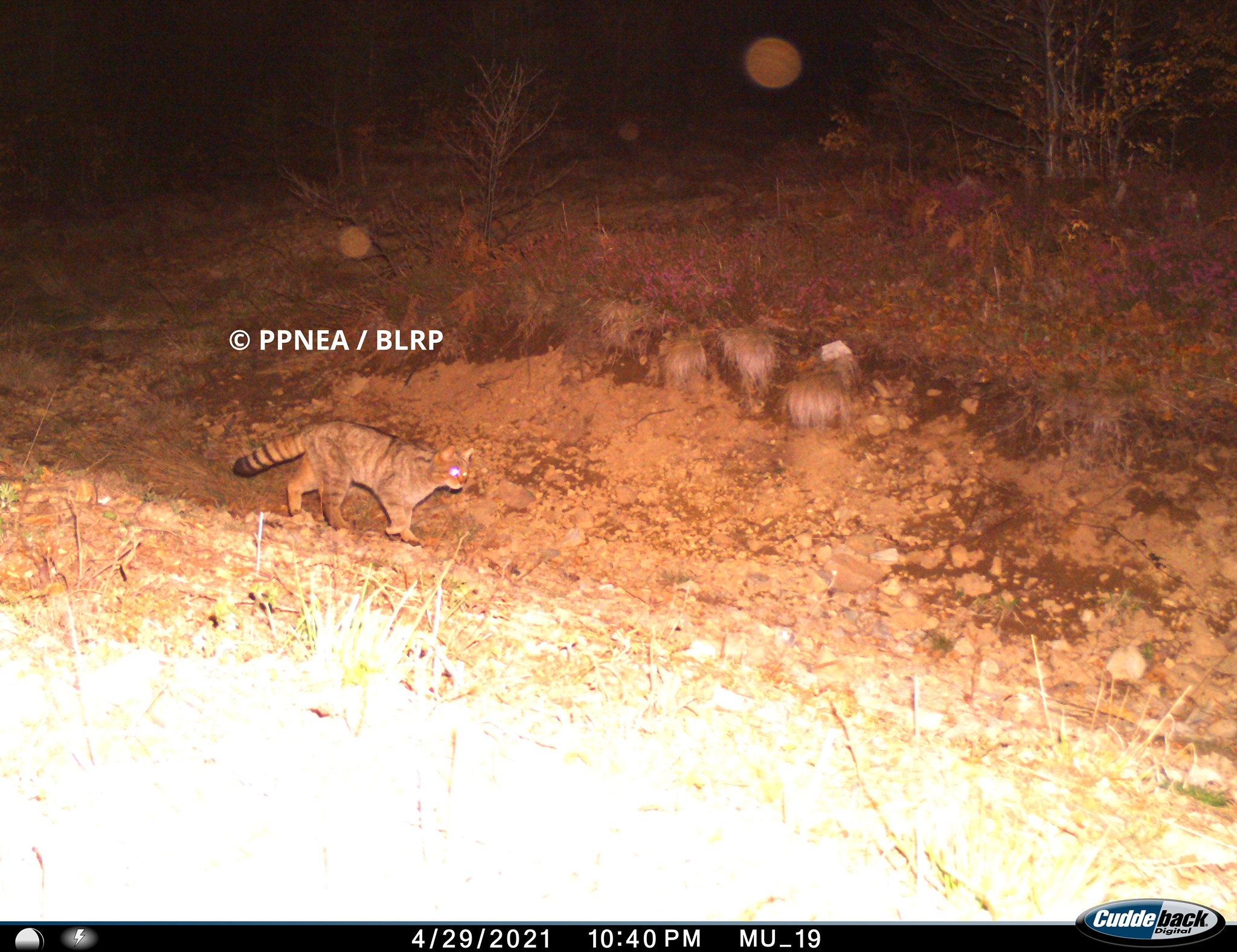 Macja e egër (Felis silvestris)