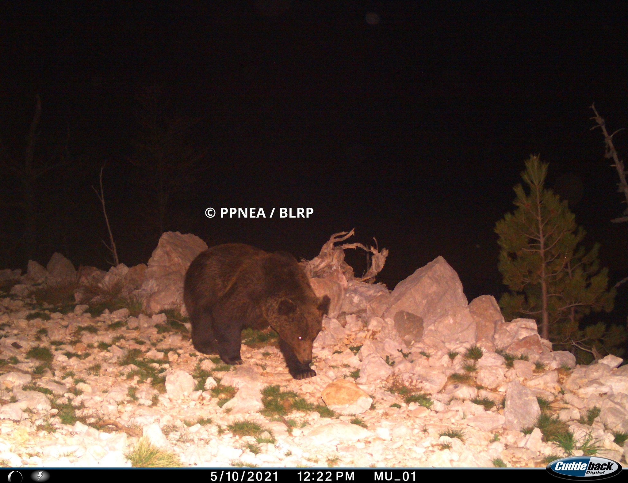 Ariu i murrmë (Ursus arctos)
