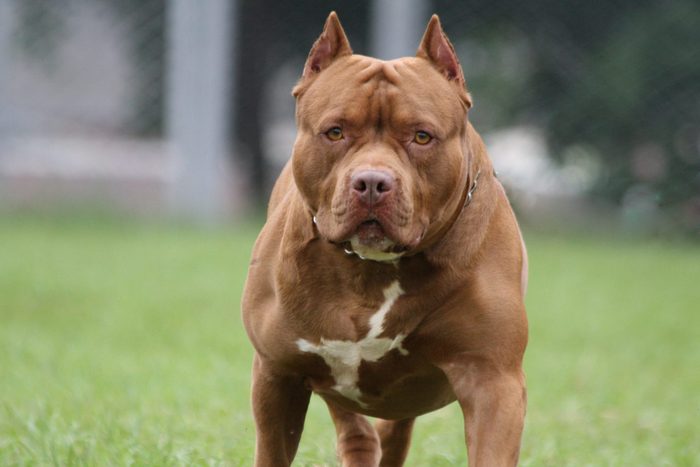 pitbull