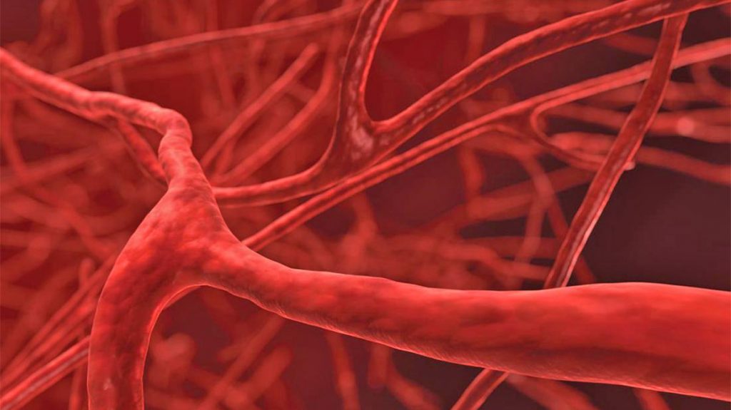 blood-vessels1ok-1024x575 (1)