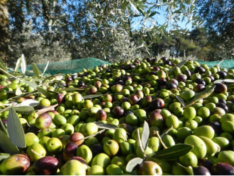 Çmimi i vajit të ullirit arrin rekord këtë vit, si po ndikon rritja deri 50% e pagesave për punëtorët te shtrenjtimi i kostos! Temperaturat e larta ulën rendimentin e prodhimit
