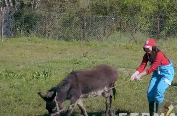 alba pollozhani ferma gomari (5)