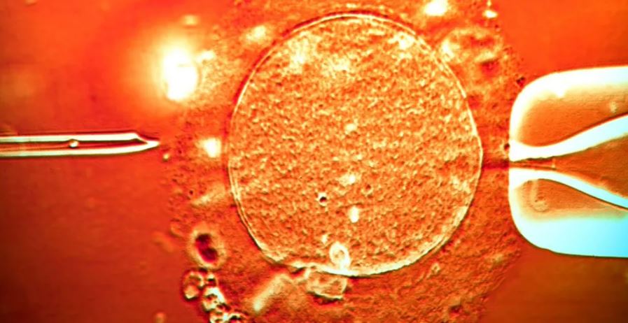 Sperma e donatorit