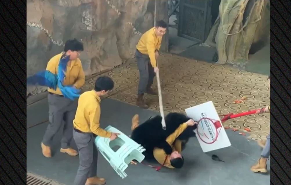 kine ariu kopsht zoologjik
