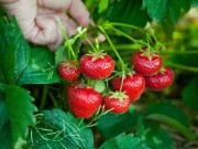 Konsiderohen si fruti më i ndotur dhe me pesticide, ja disa hapa se si t’i lani siç duhet luleshtrydhet