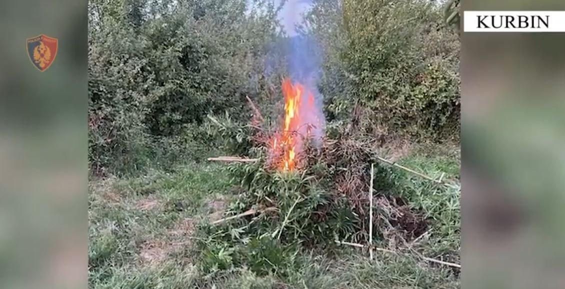 kurbin kanabis