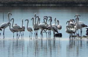 Flamingo-ne-ligatinen-brenda-Peizazhit-te-Mbrojtur-Vjose-Narte.-Foto-Geri-Emiri-2-2048x1536