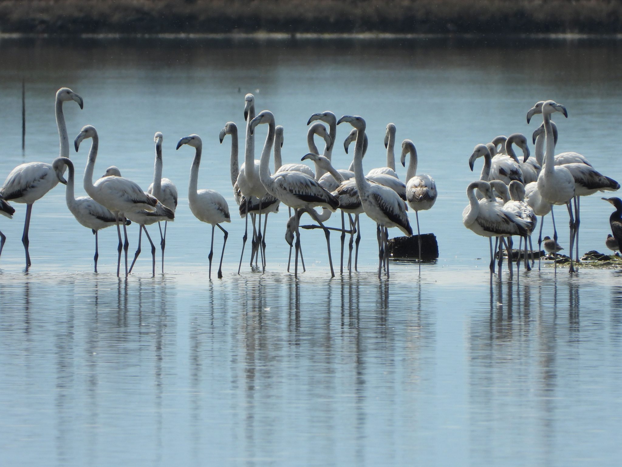 Flamingo-ne-ligatinen-brenda-Peizazhit-te-Mbrojtur-Vjose-Narte.-Foto-Geri-Emiri-2-2048x1536