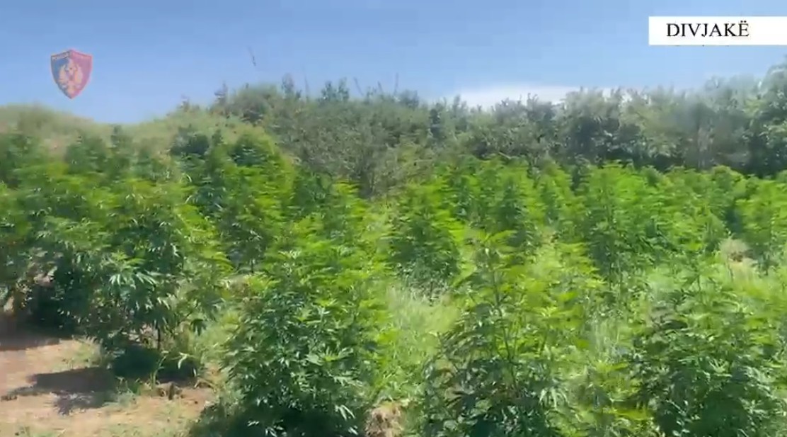 droga divjakë