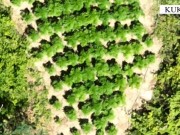 Kultivonin kanabis, e përpunonin dhe më pas e shisnin, shpallen në kërkim babë e bir